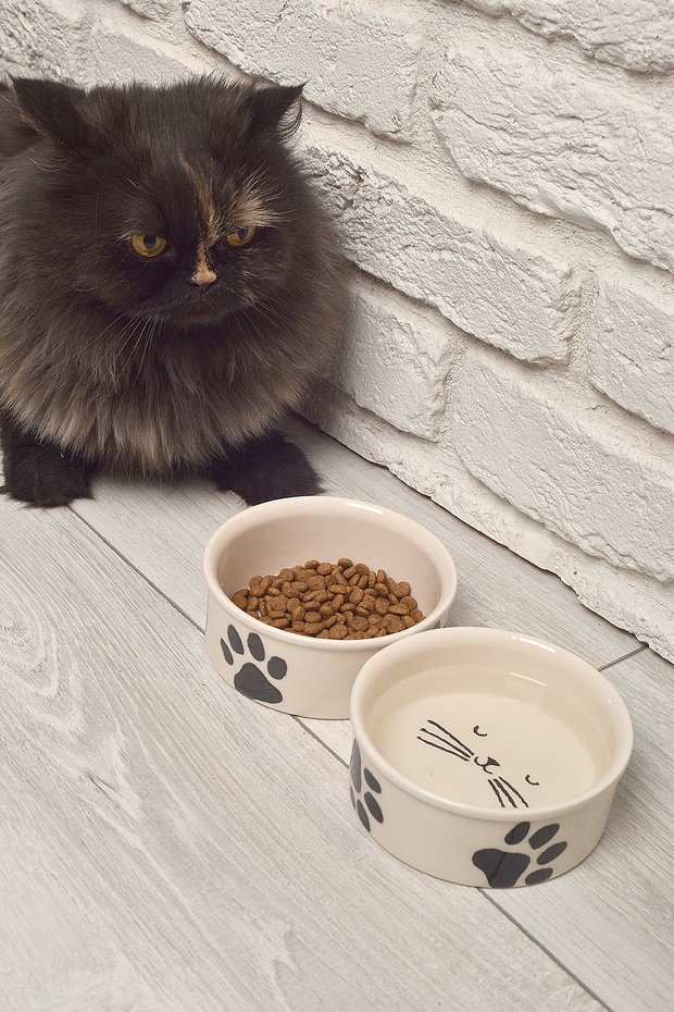 Ceramic Pet Bowl Set of 2 – 300 ml, 12 cm